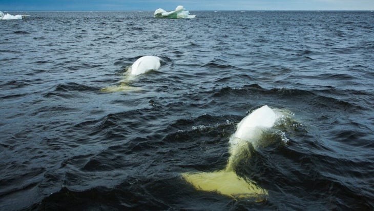 Two white beluga whales ply waters dotted with small icebergs in the Churchill River
