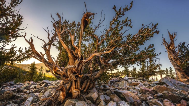 A group of twisted bristlecone pines dominate the scene at Nevada's Great Basin National Park.