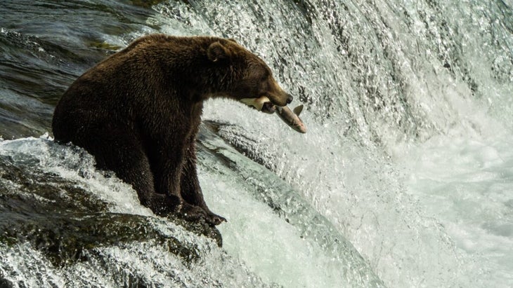 A brown bear nabs a spawning salmon at Brooks Falls in Alaska鈥檚 Katmai National Park.