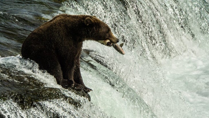 A brown bear nabs a spawning salmon at Brooks Falls in Alaska’s Katmai National Park.