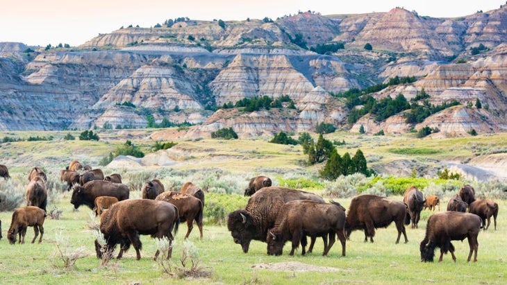 A herd of buffalo graze at Theodore Roosevelt National Park. The animals are the largest mammal on the continent.