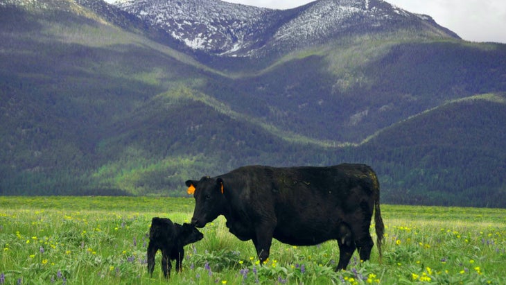 Black cows in a beautiful, grassy Montana meadow