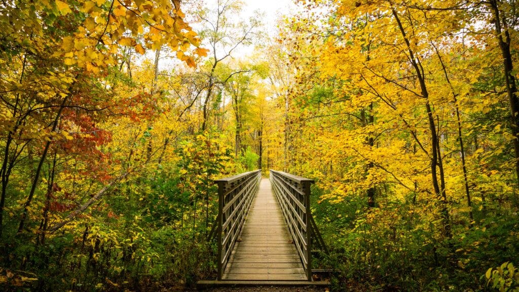 A wooden bridge heads through a forest of trees starting to change color for fall at Ohio’s Cuyahoga Valley National Park.