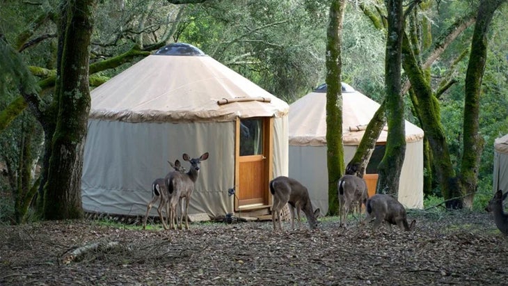 two yurts in a forest with deer at Lupin Lodge