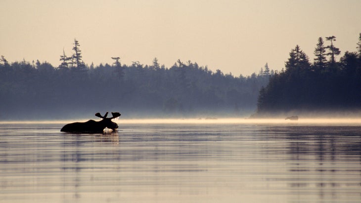 a moose swimming in a river in Maine