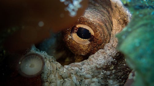 octopus eye underwater