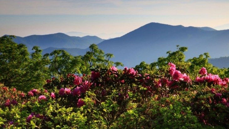 Rhododendron Blue Ridge Parkway