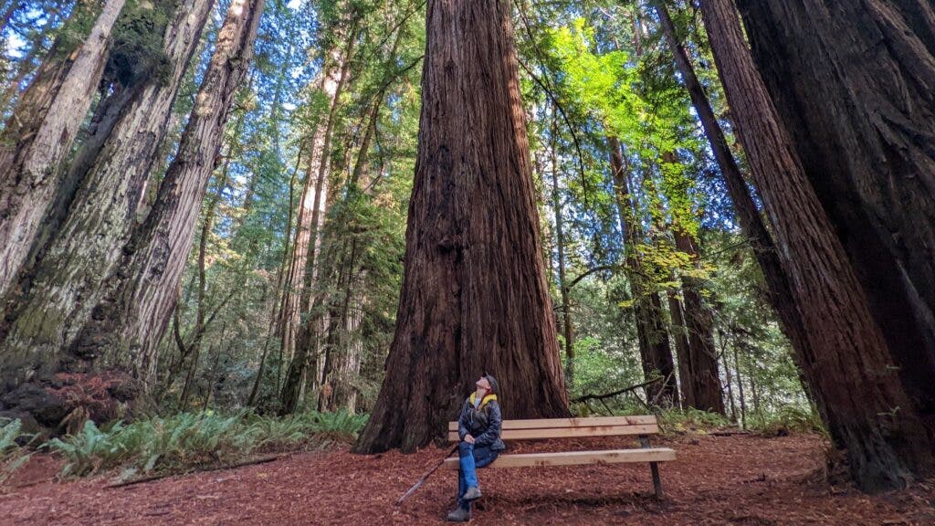 The author sits on a bench gazing up at the towering redwoods found on the Tall Trees Trail at Redwood National Park.