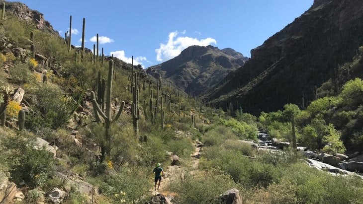 A man runs along a trail in Arizona's Saguaro National Park amid tall barrel cactus. 