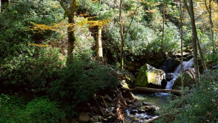 Hardwood trees begin to yellow along the Trillium Trail in Great Smoky Mountains National Park.