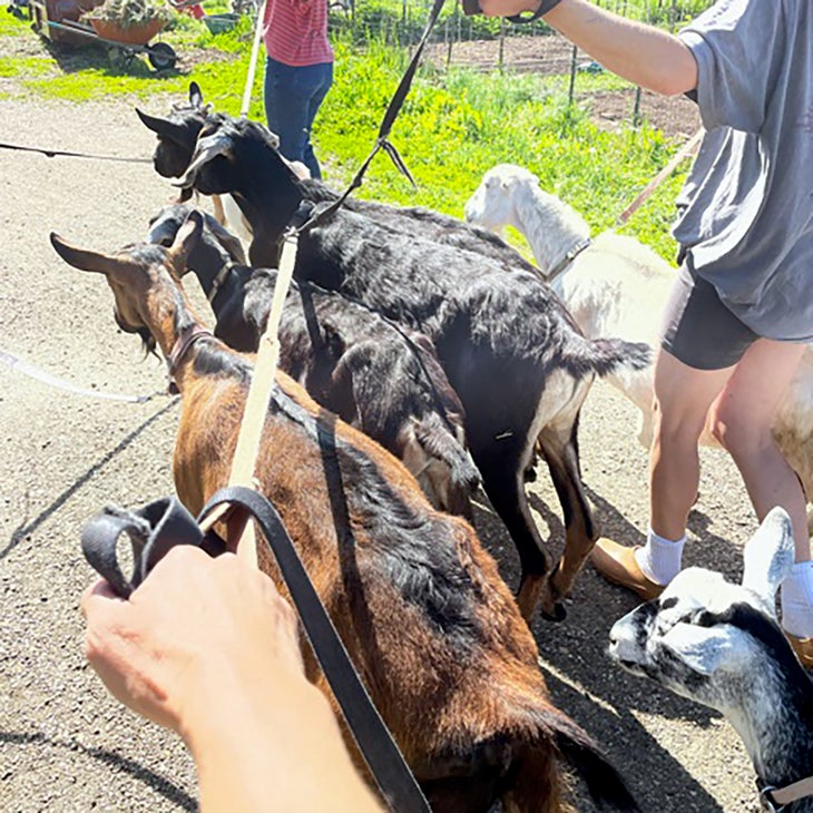 goats on leashes