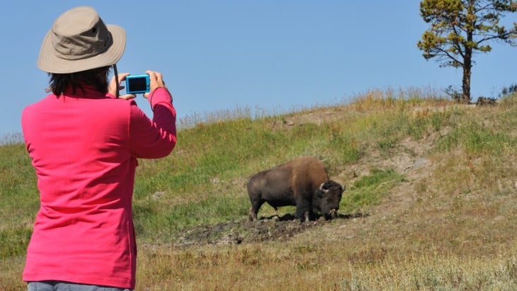 A female tourist holds a camera up to shoot a nearby bison in the wild.