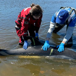 Volunteers help a stranded dolphin.