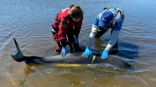 Volunteers help a stranded dolphin.