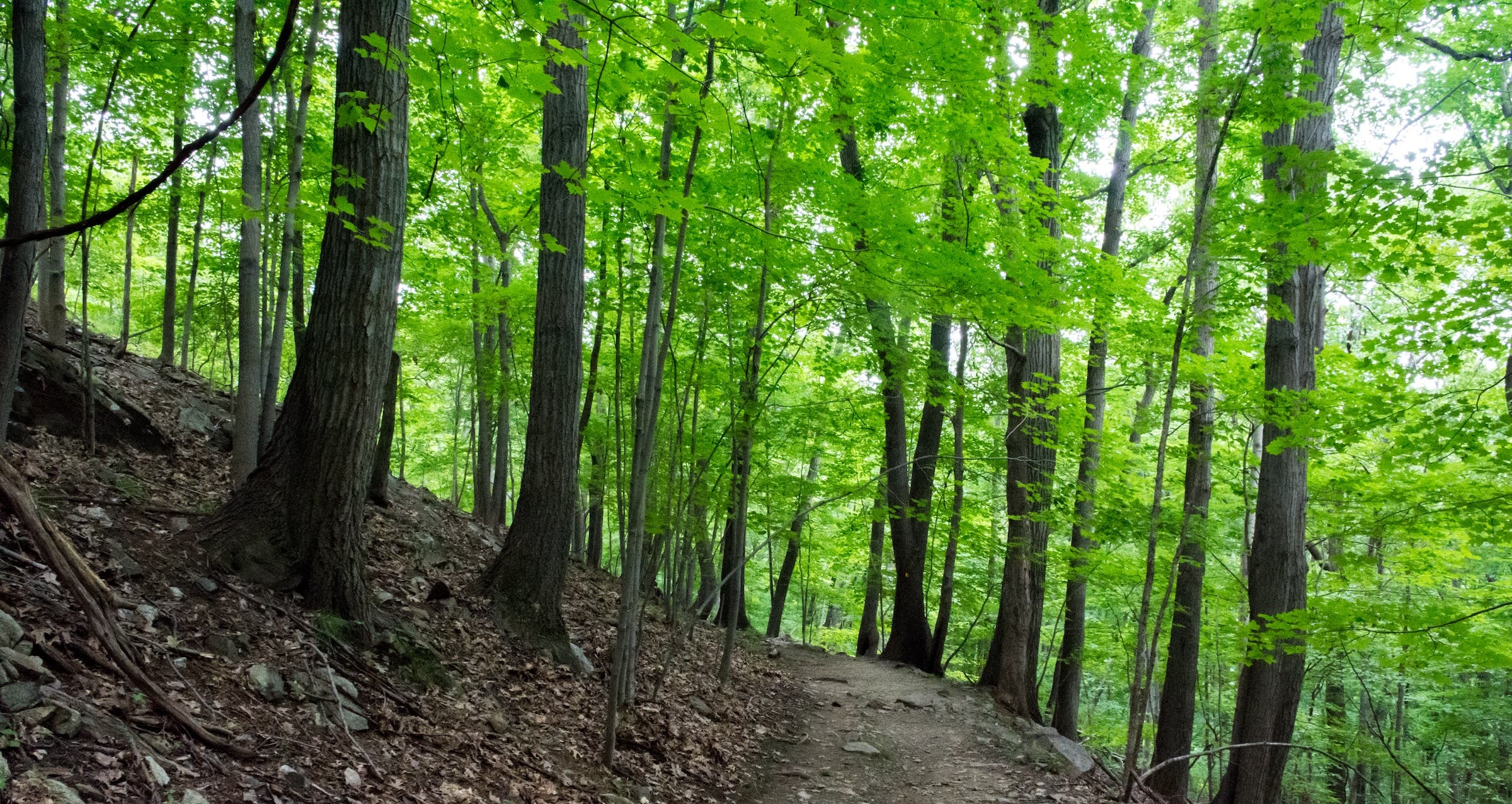 Path in the woods of the Breakneck ridge trail in New York State. Columbia Breakneck Ridge NY hikes