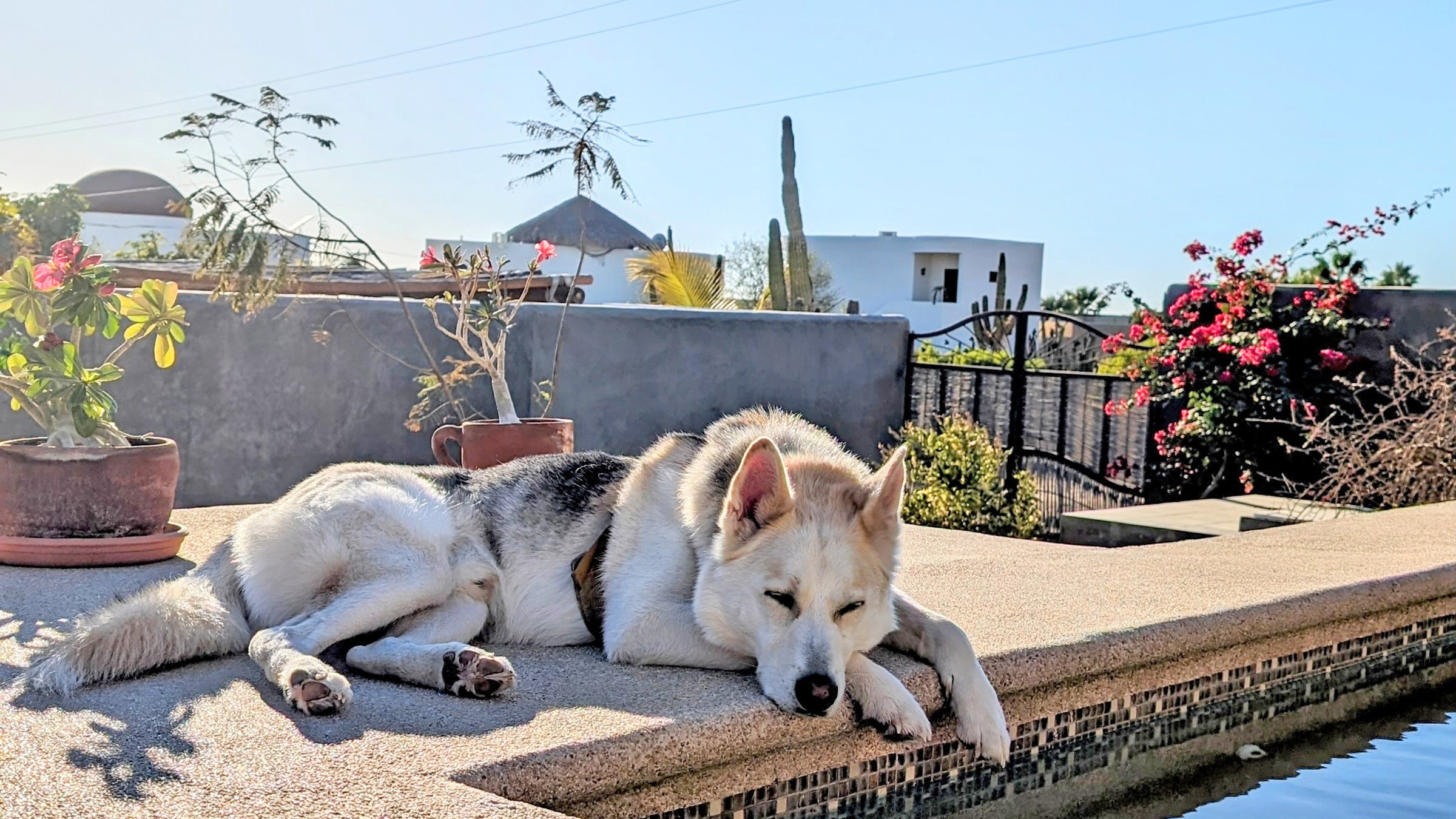 A dog sleeping by a pool