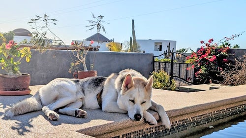 A dog sleeping by a pool