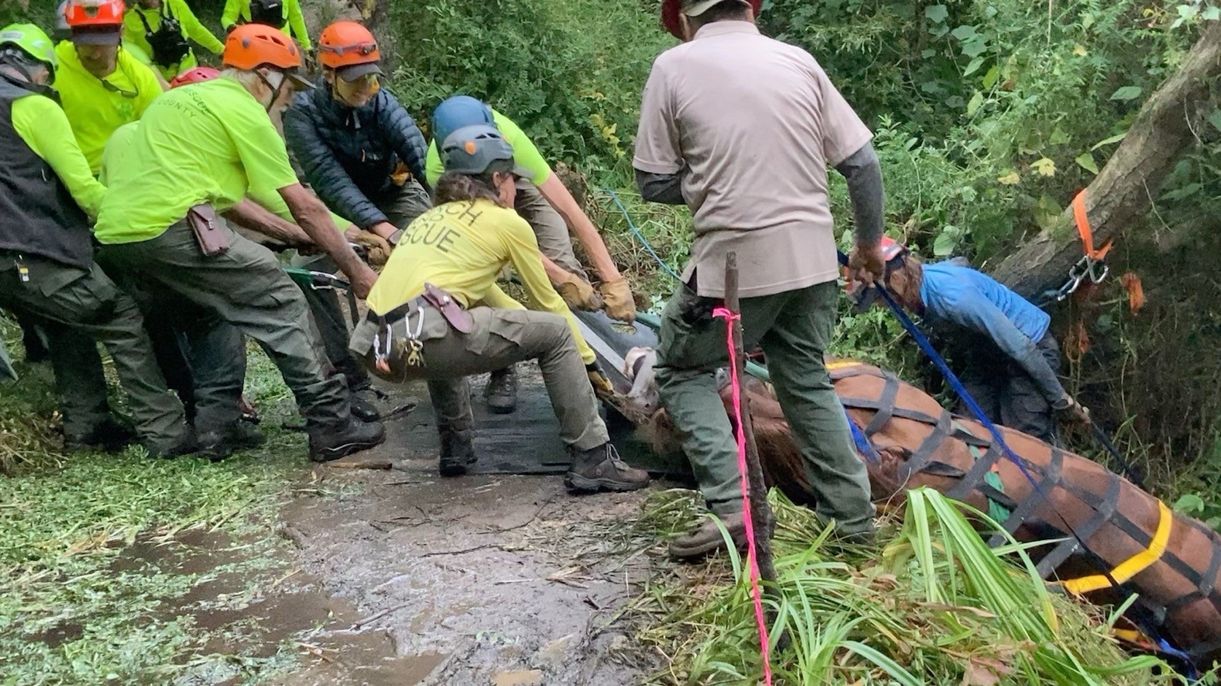 Rescuers spent 7 hours pulling a horse out of a ravine in Point Reyes National Seashore in California last week.