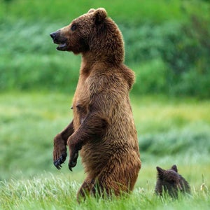 Alert mother grizzly bear with cub in grass