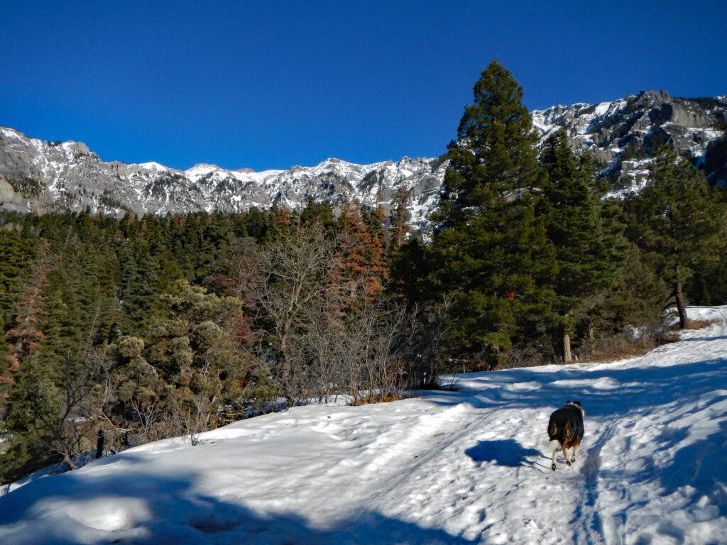 Dog walking on trail in winter