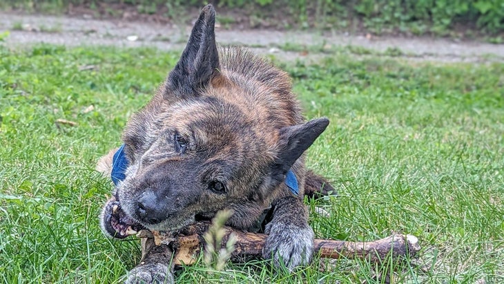 A dog chews a bone