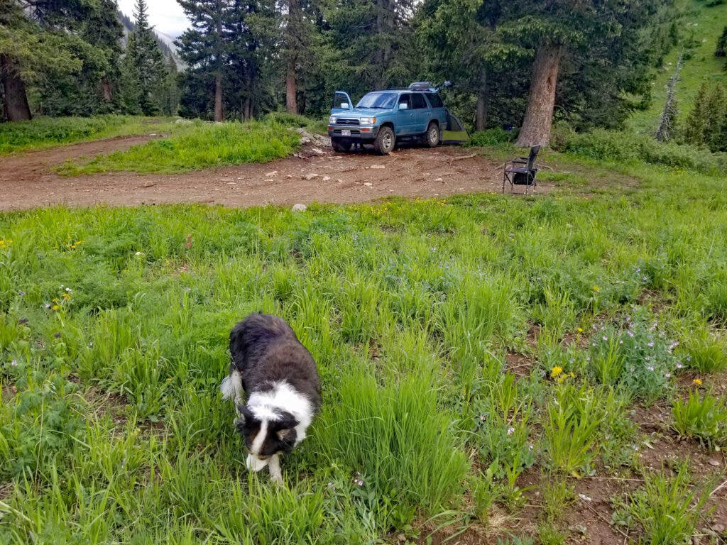 border collie sniffing grass with truck and tent in background