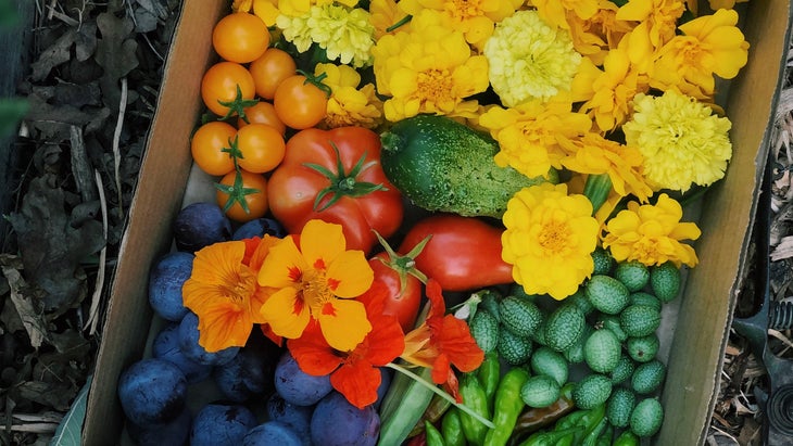 basket of flowers, tomatoes, cucumbers, peppers, blueberries and more