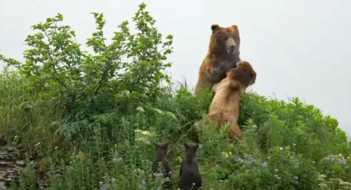 Momma Bear Fiercely Defends Cubs Against Giant Grizzly in Alaska