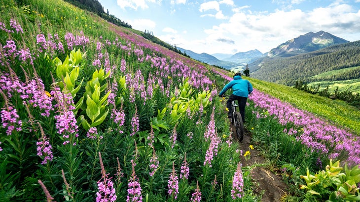 Person bike riding through wildflowers