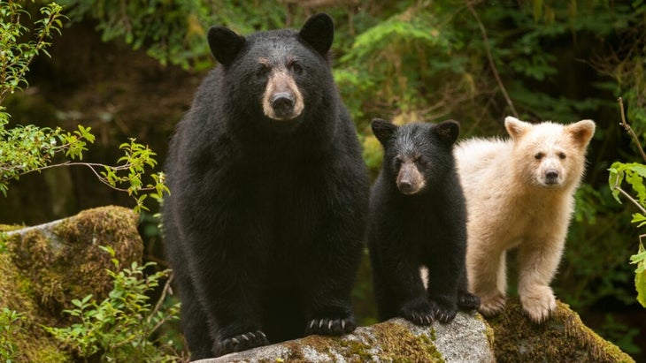 A mama black bear, a black bear cub, and a white spirit bear cub in British Columbia’s Great Bear Rainforest
