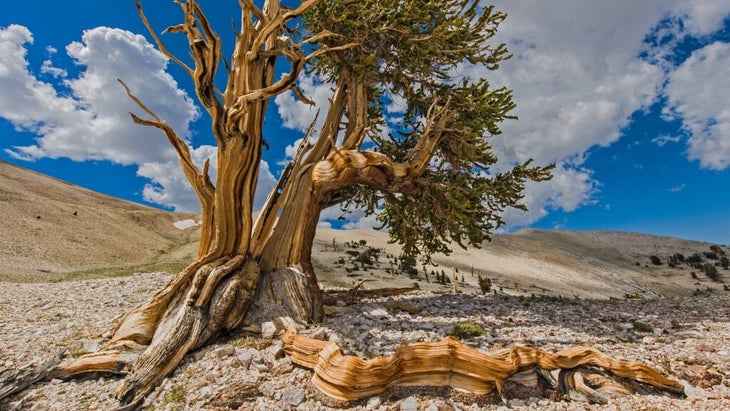 A twisted bristlecone pine tree fills the arid high deserts cape of the Schulman Grove in California’s Ancient Bristlecone Forest.