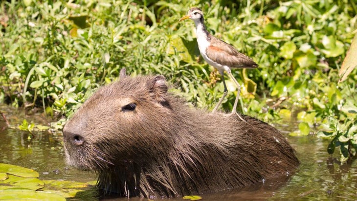 Northern Argentina’s Ibera wetlands are one of the world’s best wildlife-watching destinations. It supports everything from the capybara and jacana (on its back) to more than 300 species of birds.