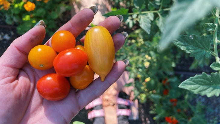 a hand holding a fistful of colorful cherry tomatoes