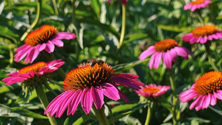 a field of purple coneflowers with a bee on one