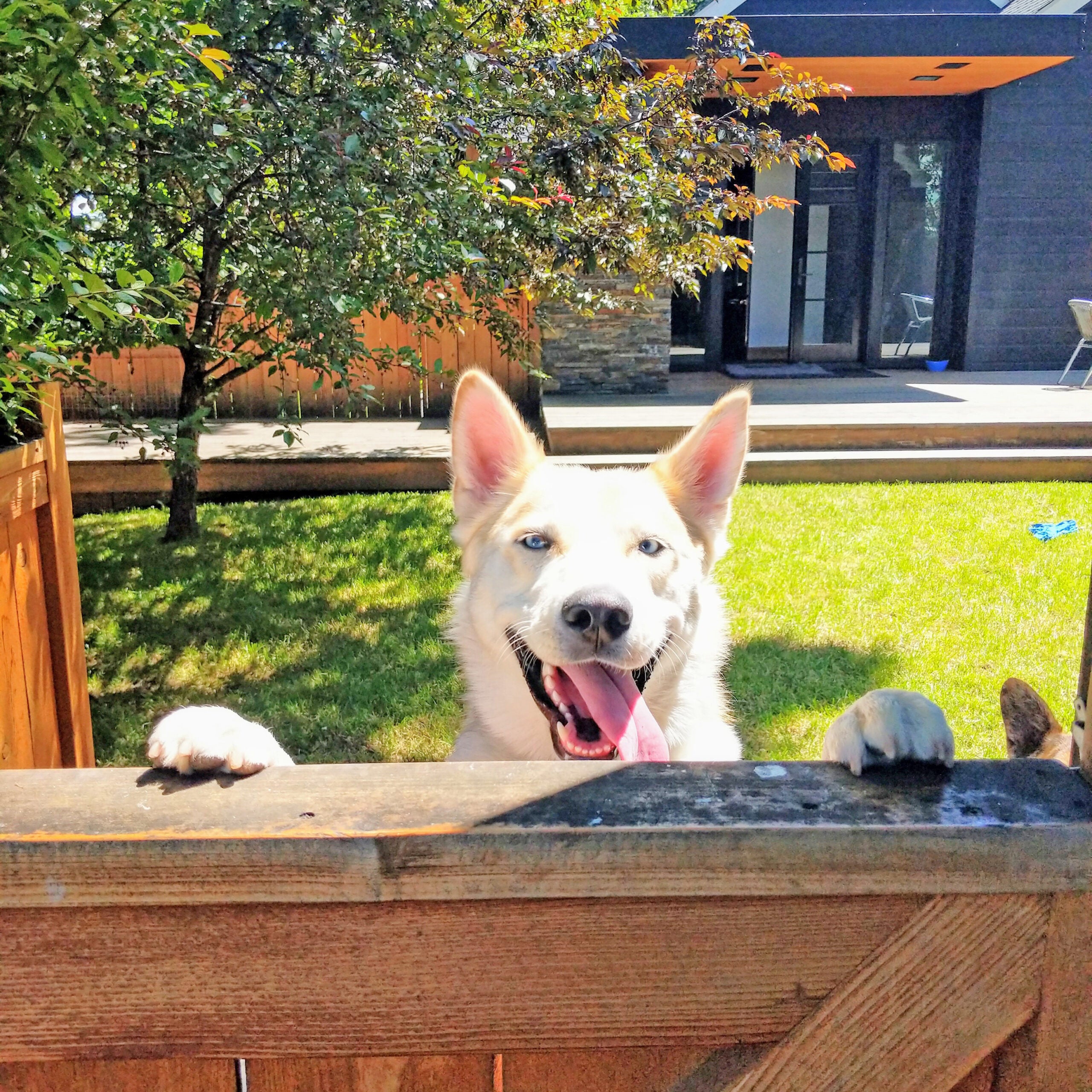 Happy Dog Getting Ready for Show Season - Yearly Preparation