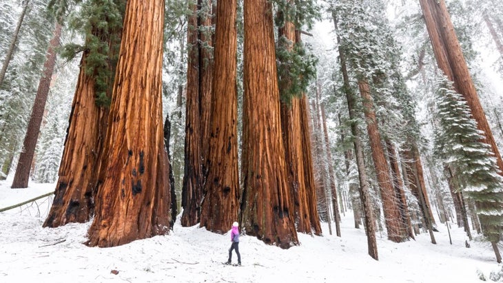 A woman wearing snowshoes gazes up at a grouping for massive sequoias with Sequoia National Park.