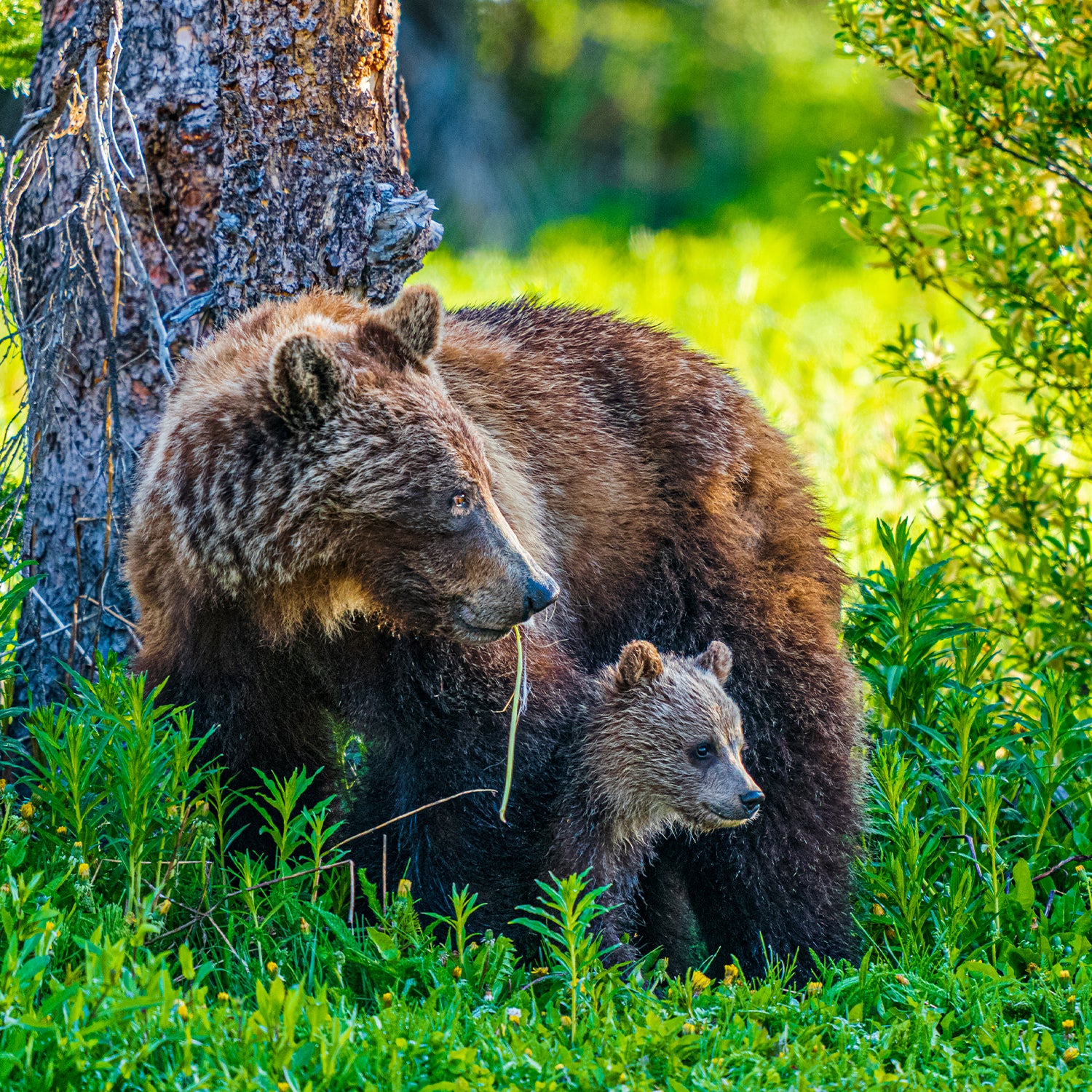 grizzly bears are getting reintroduced to North Cascades National Park