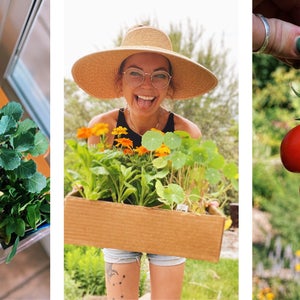 a collage of seedlings, the author smiling with a box of starts, and cherry tomatoes