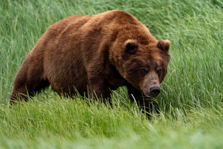 Large brown grizzly bear in a grass field