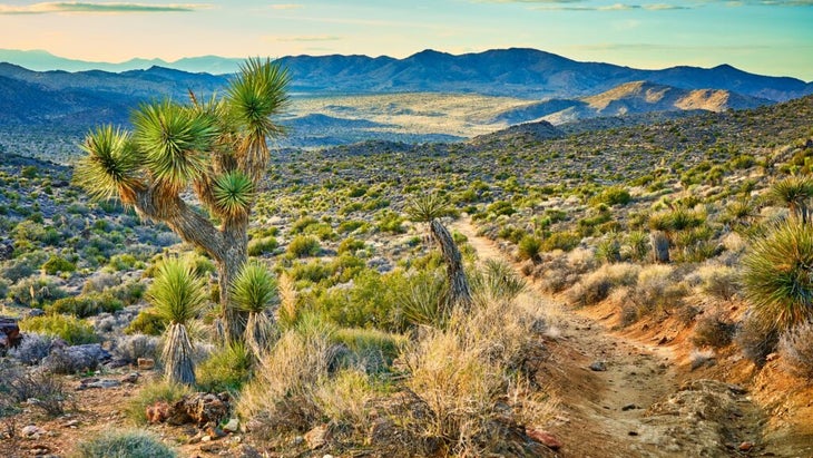 A panorama of desert and Joshua trees at Joshua Tree National Park’s Lost Mine Loop