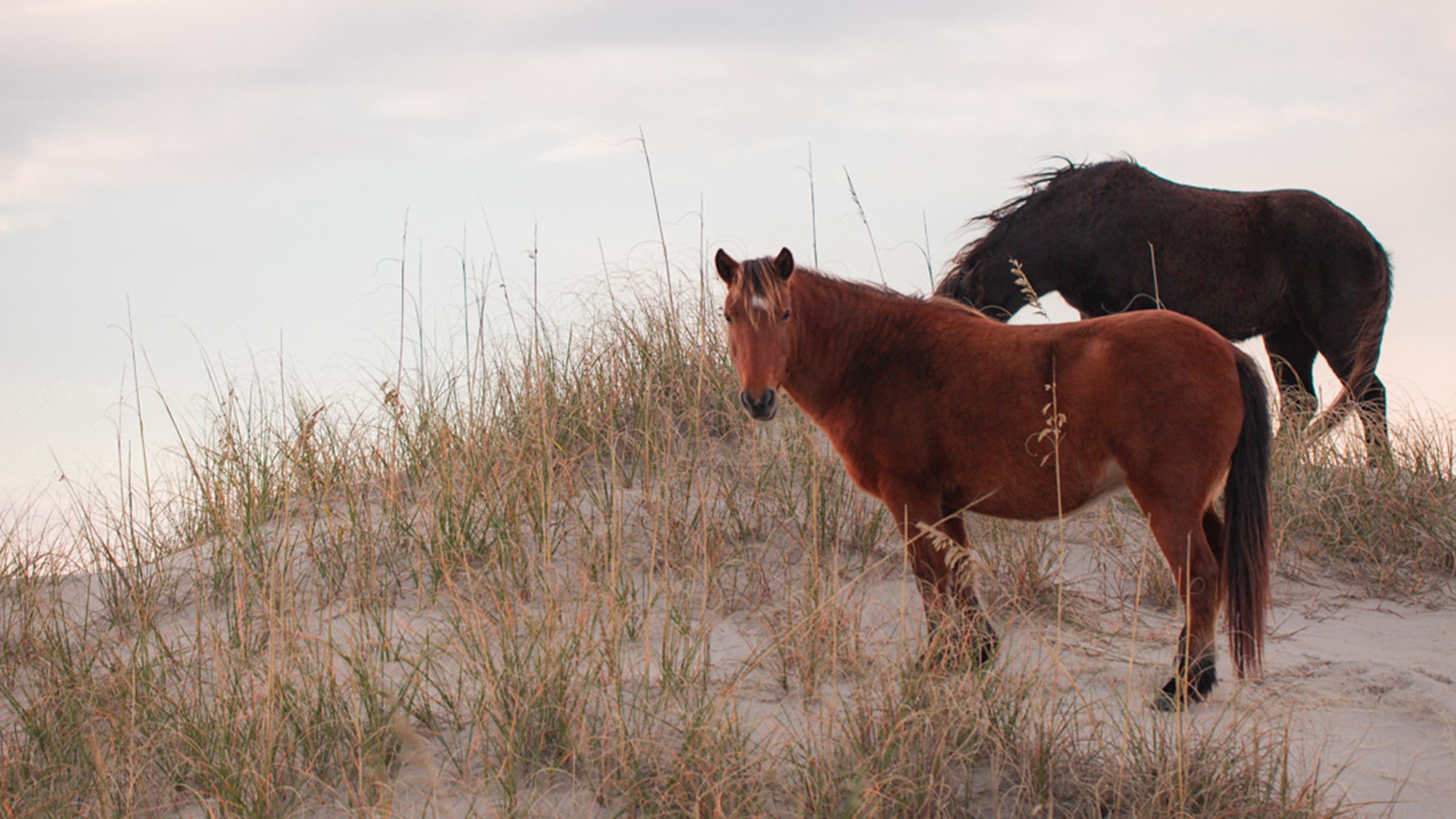 Locals at Carova Beach