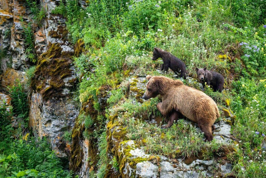 Female grizzly bear mother with two small cubs in Alaska foliage.