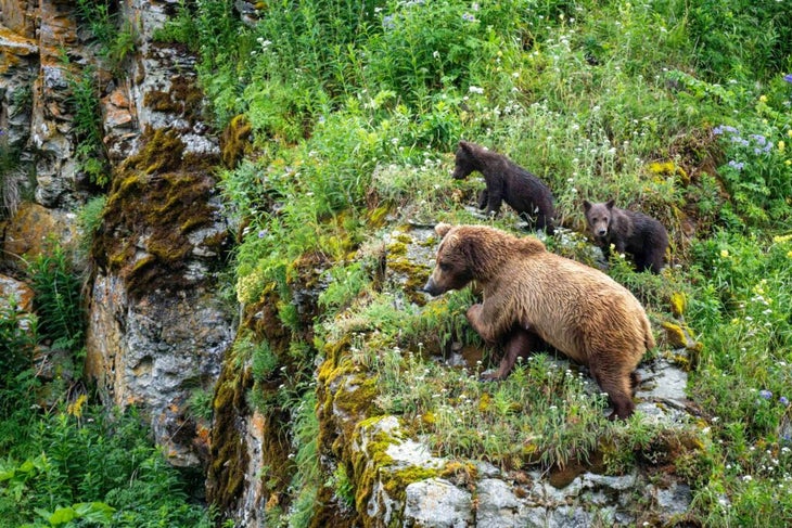 Female grizzly bear mother with two small cubs in Alaska foliage. 