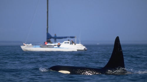 Tourists in a sailboat view an orca which rises above the water in the Strait of Juan de Fuca between north coastal Washington and Vancouver Island, British Columbia.