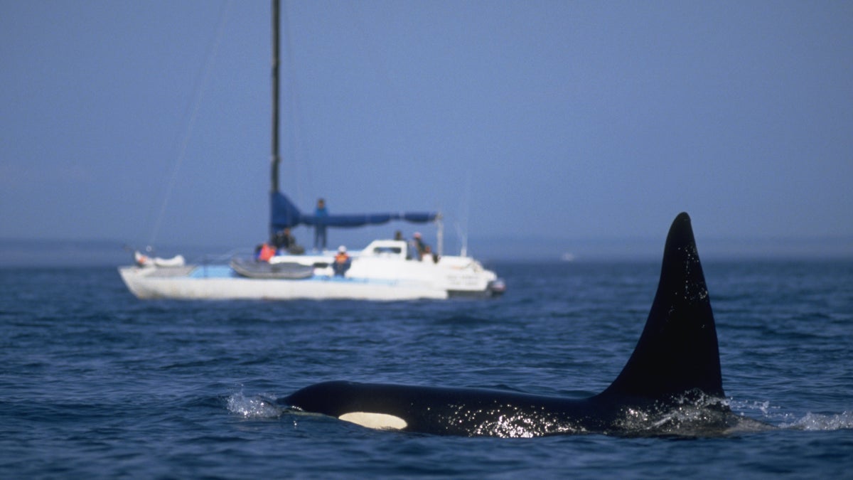 Navigating Orca Alley: One Family’s Journey Among Rudder-Bashing Whales