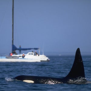 Tourists in a sailboat view an orca which rises above the water in the Strait of Juan de Fuca between north coastal Washington and Vancouver Island, British Columbia.