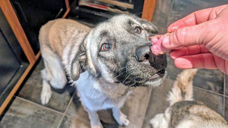 A dog waits for a piece of steak.