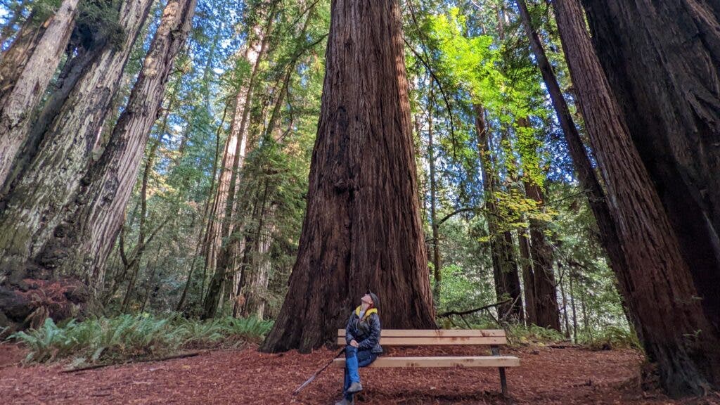 The author sitting on a wooden bench on the Tall Trees Trail of Redwood National Park, gazing up at the treetops.