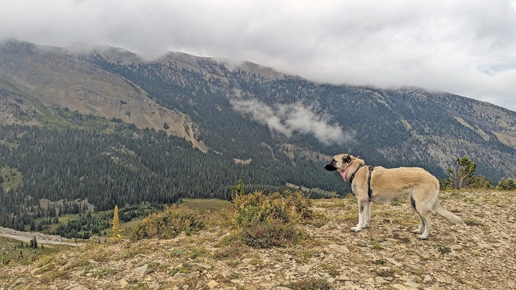 A dog in the mountains on a cloudy day. 