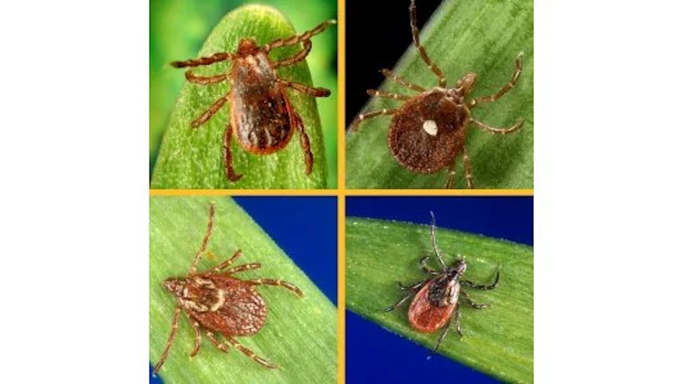 close-up photos of four different kinds of ticks on blades of grass